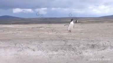 一只巴布<strong>亚</strong>企鹅在福克兰群岛志愿者点的海滩上奔跑